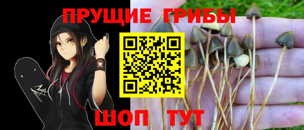 Галлюциногенные грибы Psilocybine cubensis Белогорск